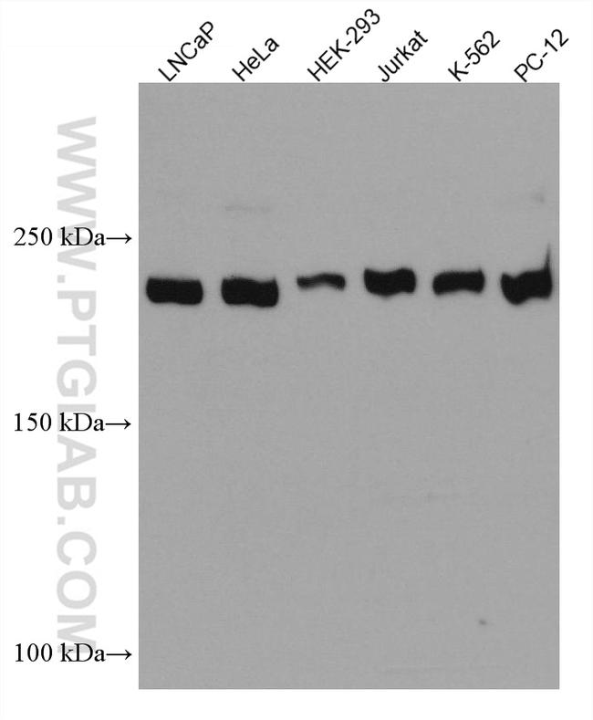 INADL Antibody in Western Blot (WB)