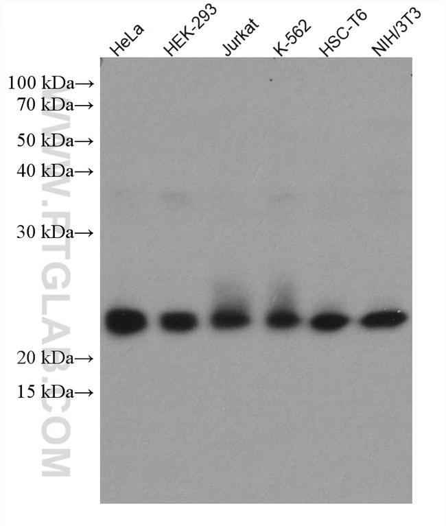 RAB1B Antibody in Western Blot (WB)