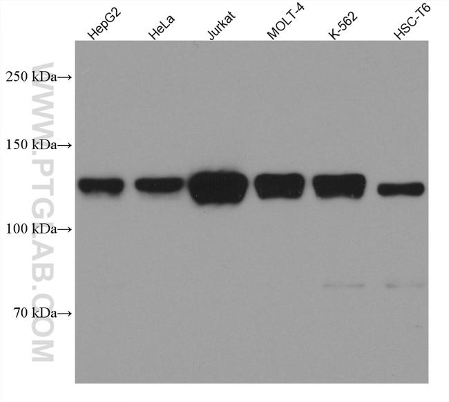 LIG1 Antibody in Western Blot (WB)