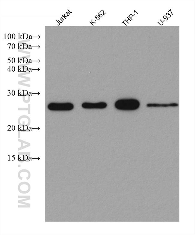 PSMB1 Antibody in Western Blot (WB)