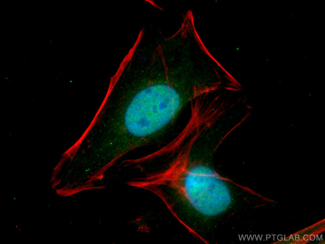 RUVBL2 Antibody in Immunocytochemistry (ICC/IF)