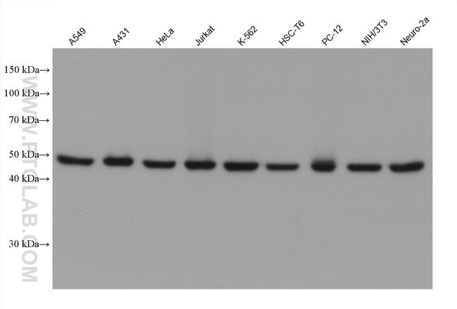 RUVBL2 Antibody in Western Blot (WB)