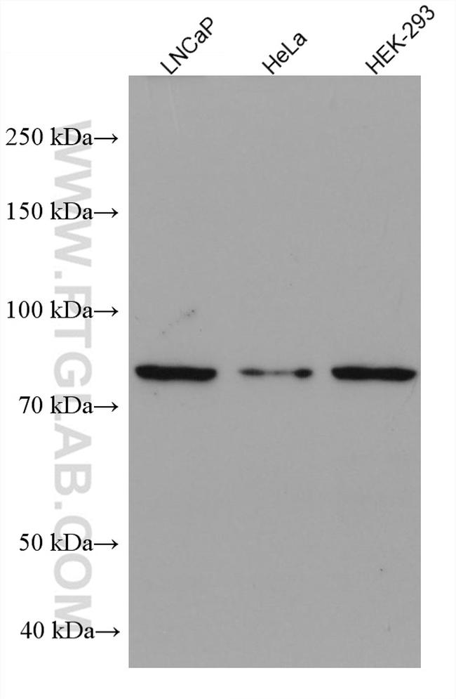 ASH2L Antibody in Western Blot (WB)