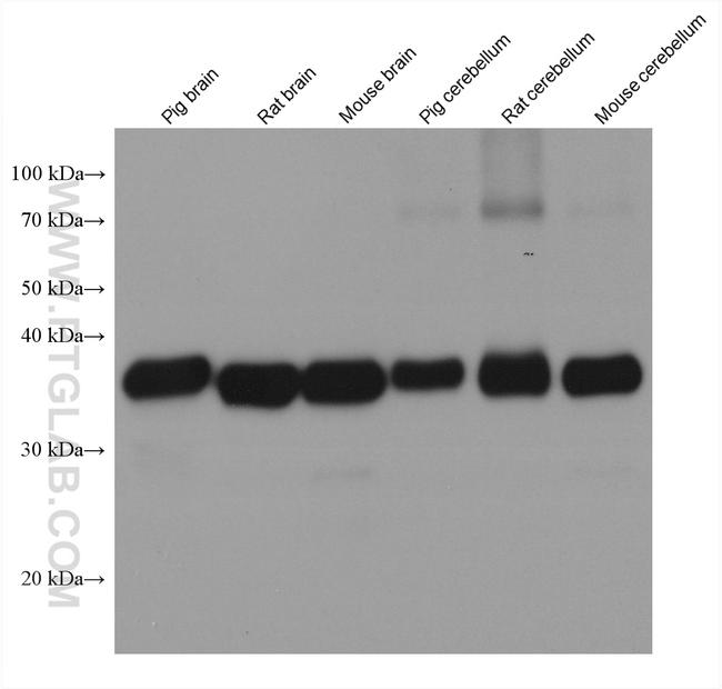 Synaptophysin Antibody in Western Blot (WB)