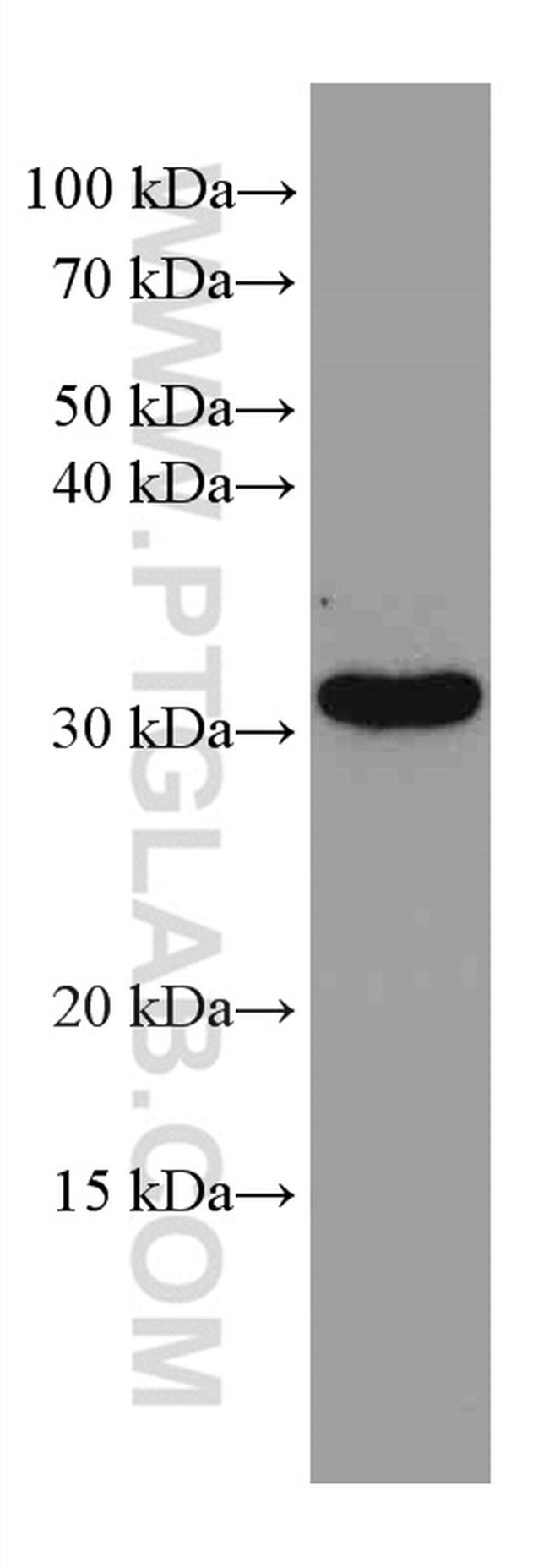 GEMIN8 Antibody in Western Blot (WB)