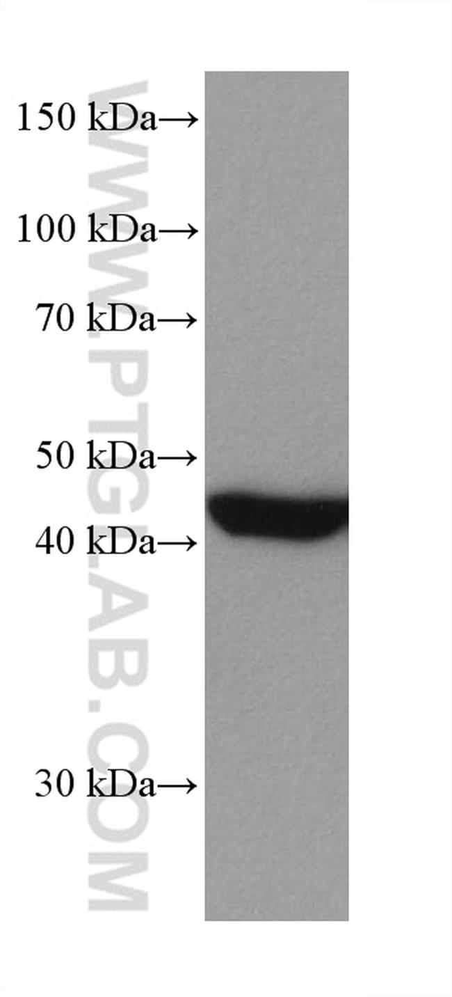 MEK1 Antibody in Western Blot (WB)