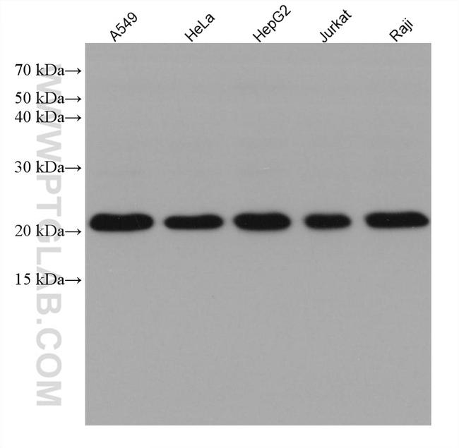 TMED10 Antibody in Western Blot (WB)