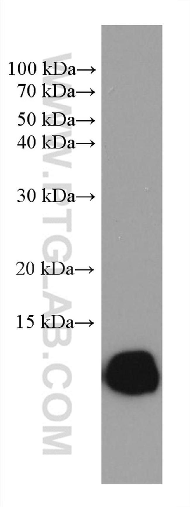 HBZ Antibody in Western Blot (WB)