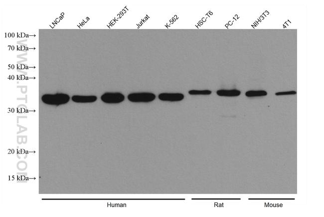 HAX1 Antibody in Western Blot (WB)