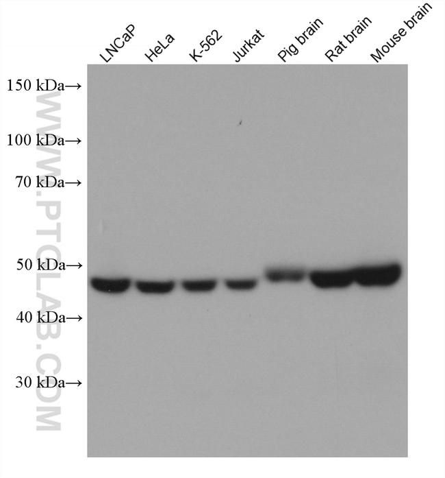 UQCRC1 Antibody in Western Blot (WB)