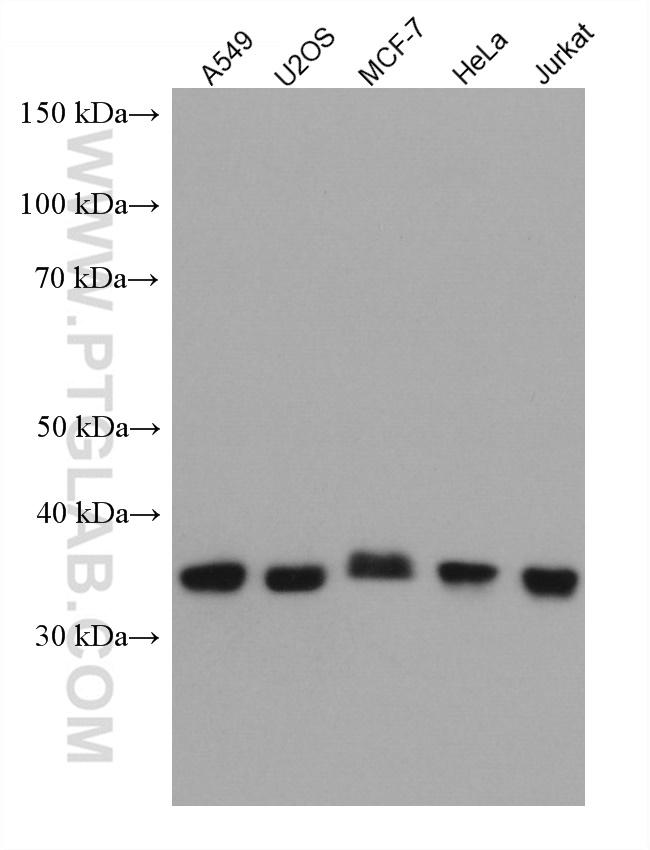 CDK7 Antibody in Western Blot (WB)