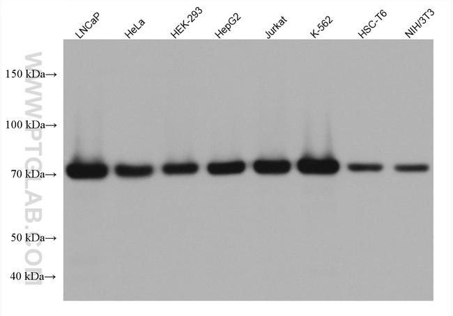 GARS Antibody in Western Blot (WB)