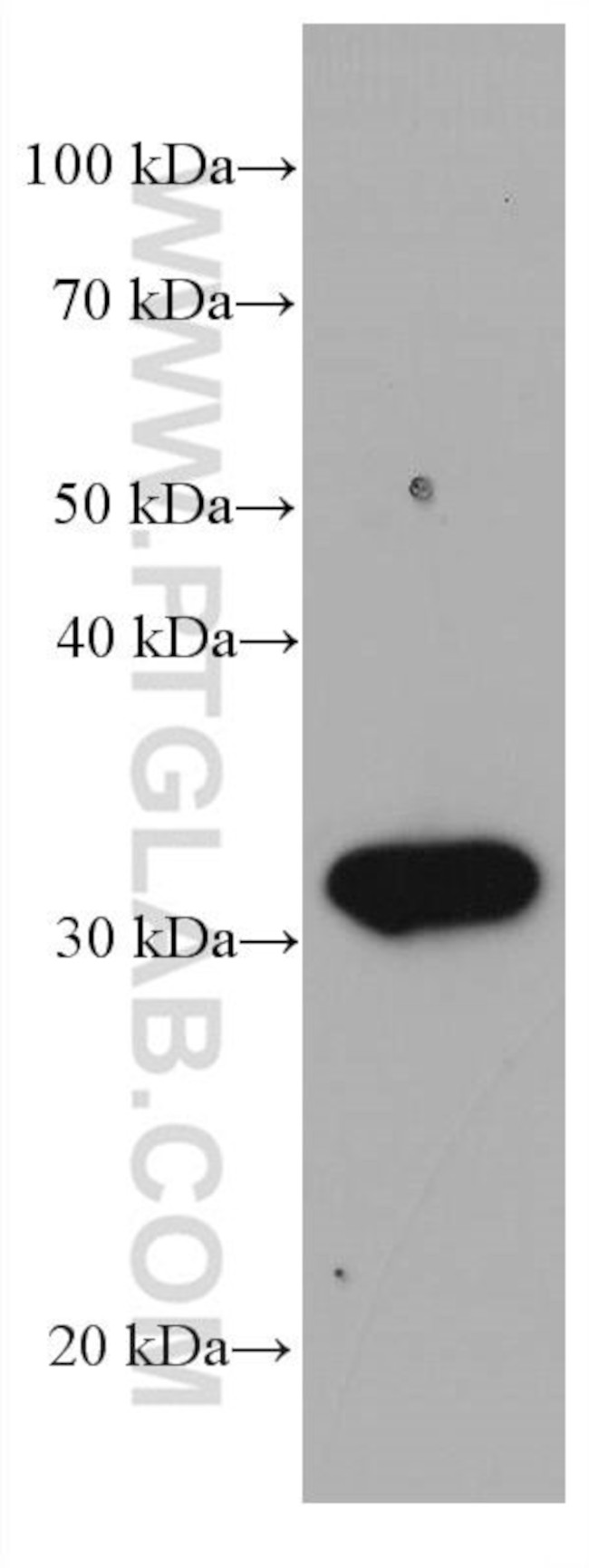 Stomatin Antibody in Western Blot (WB)