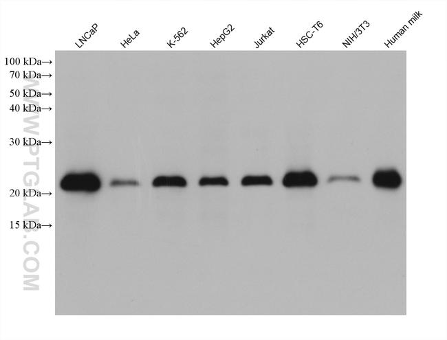 CIB1 Antibody in Western Blot (WB)