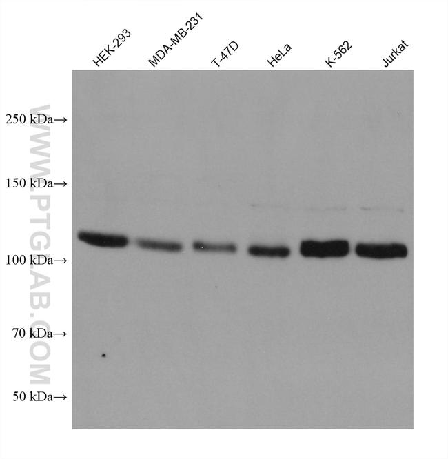 ROR2 Antibody in Western Blot (WB)