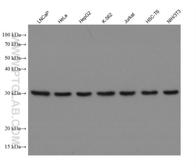 PSMA1 Antibody in Western Blot (WB)