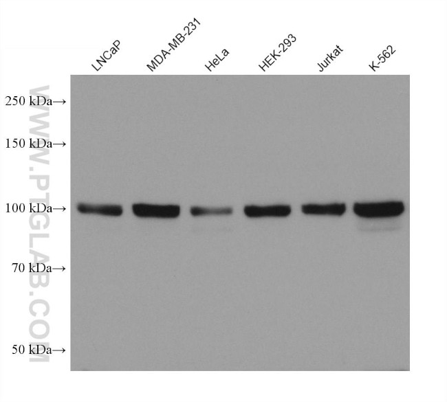 YTHDC1 Antibody in Western Blot (WB)