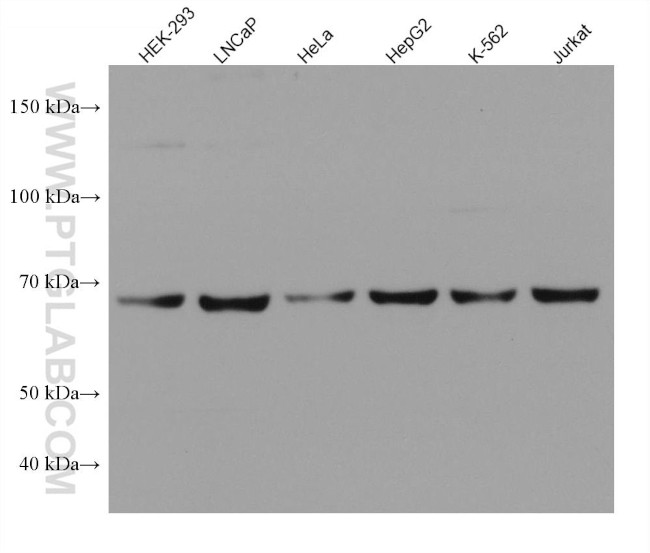 NXF1 Antibody in Western Blot (WB)