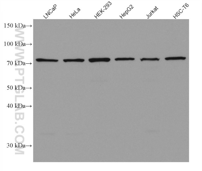 DDX3 Antibody in Western Blot (WB)