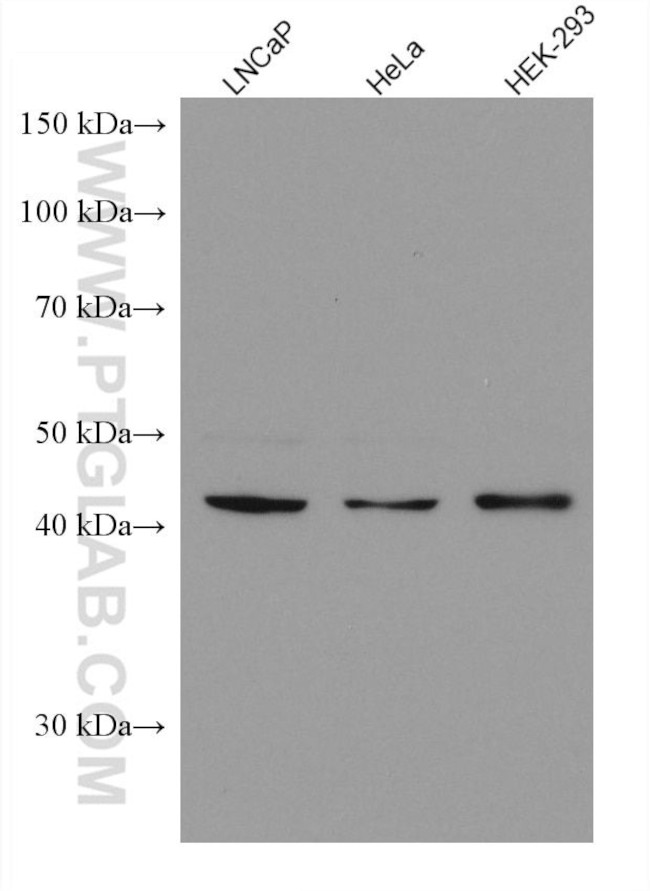 PGD Antibody in Western Blot (WB)