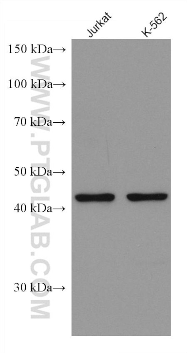 PGD Antibody in Western Blot (WB)