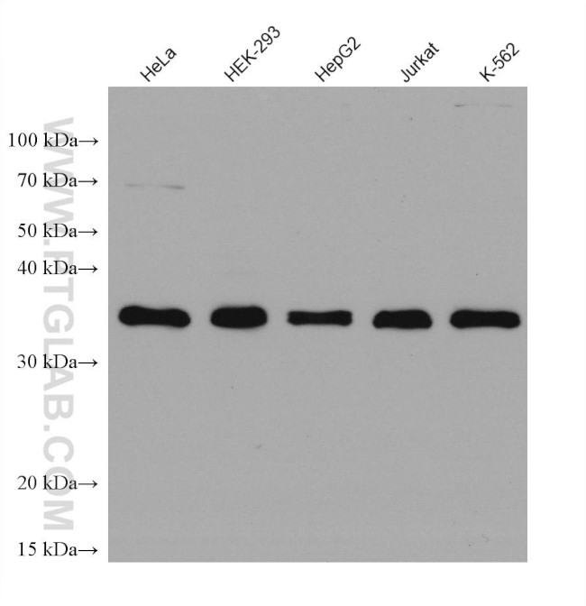 MPG Antibody in Western Blot (WB)