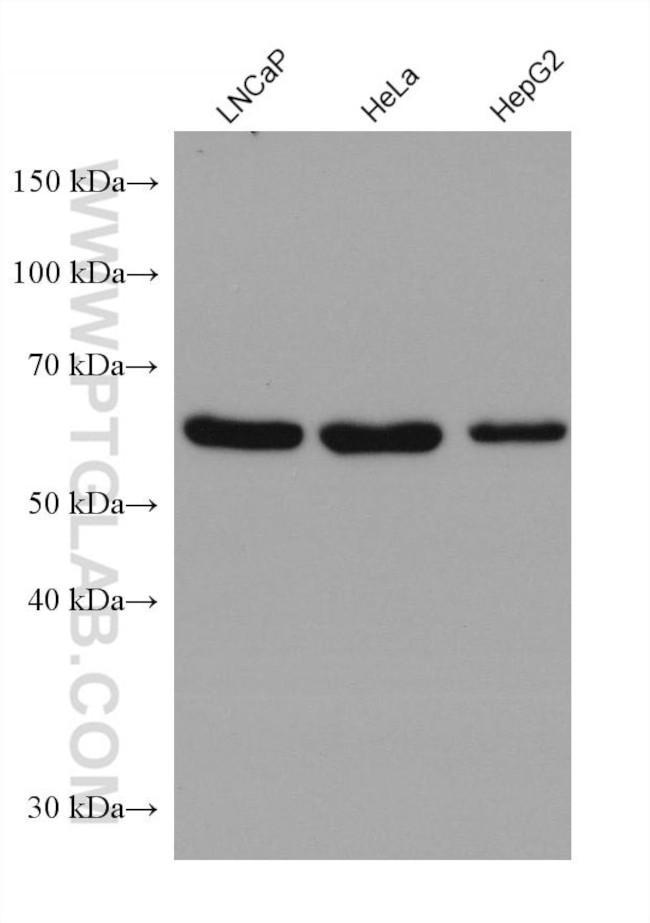 FARSB Antibody in Western Blot (WB)