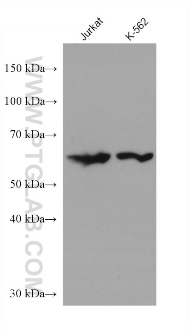 FARSB Antibody in Western Blot (WB)