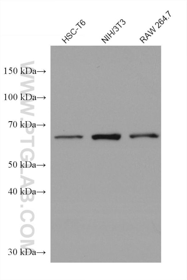 FARSB Antibody in Western Blot (WB)