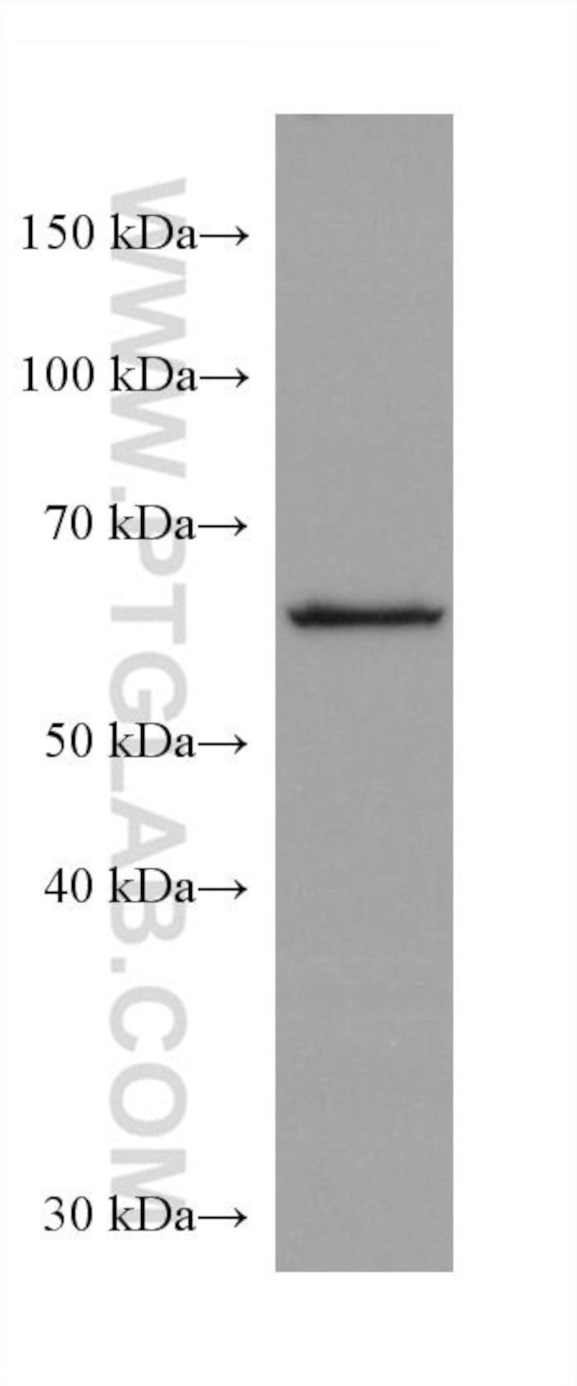 FARSB Antibody in Western Blot (WB)