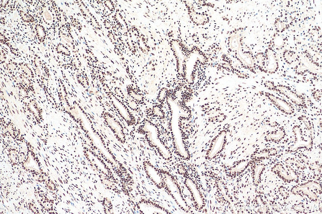 CREB1 Antibody in Immunohistochemistry (Paraffin) (IHC (P))