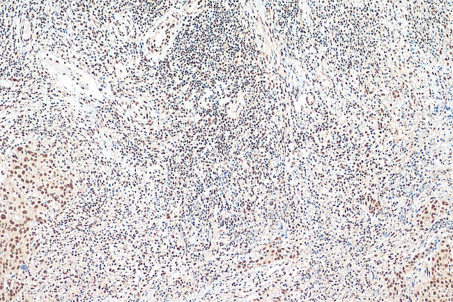 CREB1 Antibody in Immunohistochemistry (Paraffin) (IHC (P))