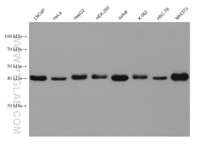 CREB1 Antibody in Western Blot (WB)