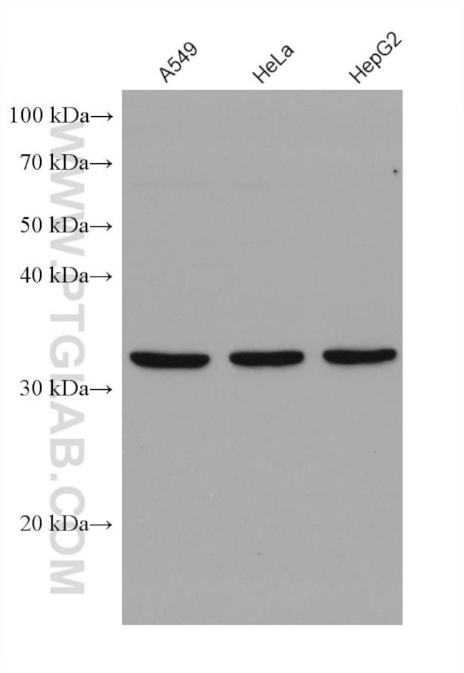 SCAMP3 Antibody in Western Blot (WB)