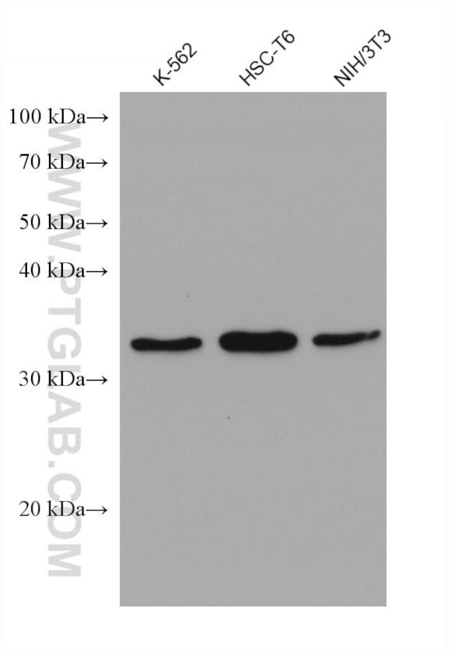 SCAMP3 Antibody in Western Blot (WB)