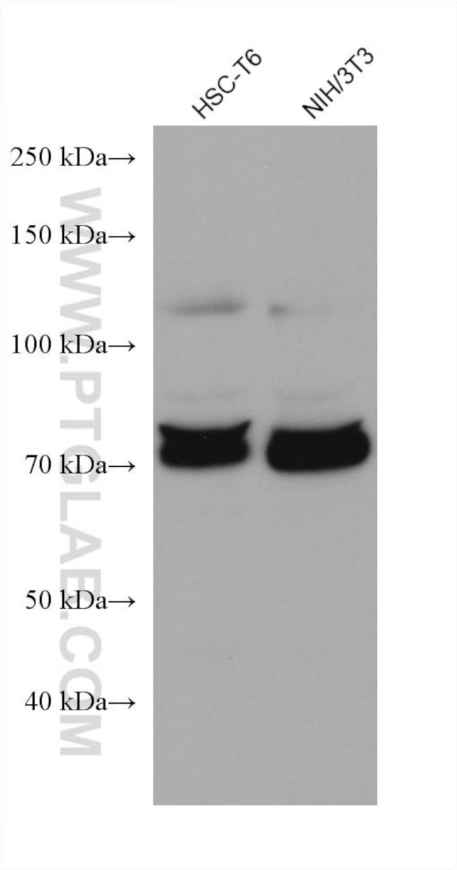 CARS Antibody in Western Blot (WB)