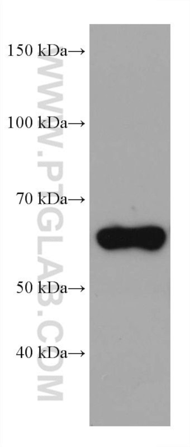 WDR1 Antibody in Western Blot (WB)