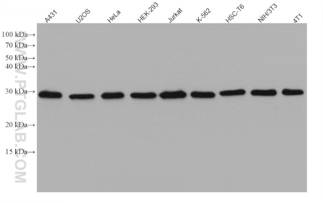 PSMA3 Antibody in Western Blot (WB)