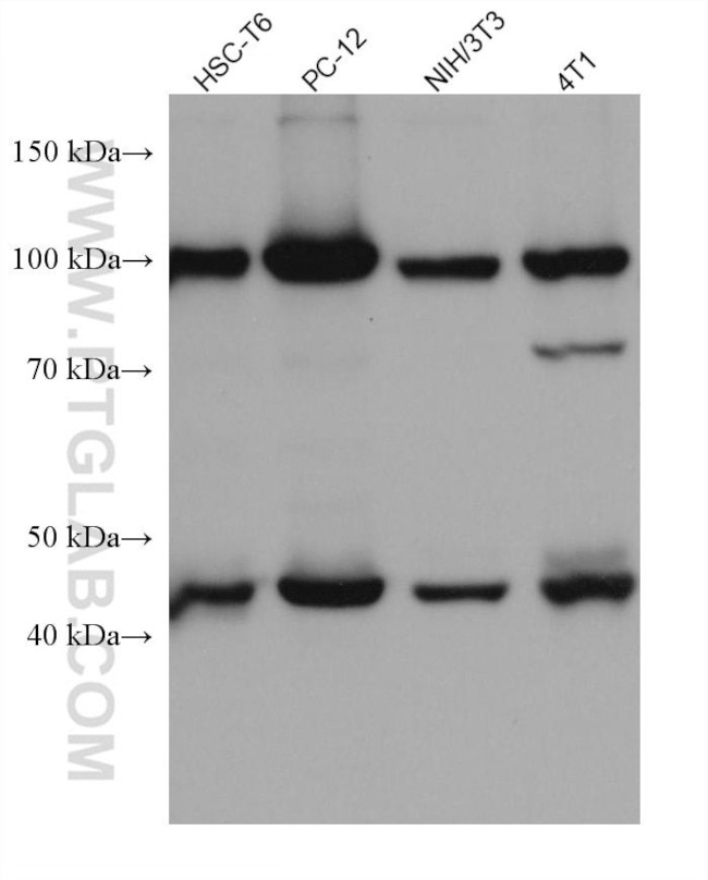 GART Antibody in Western Blot (WB)