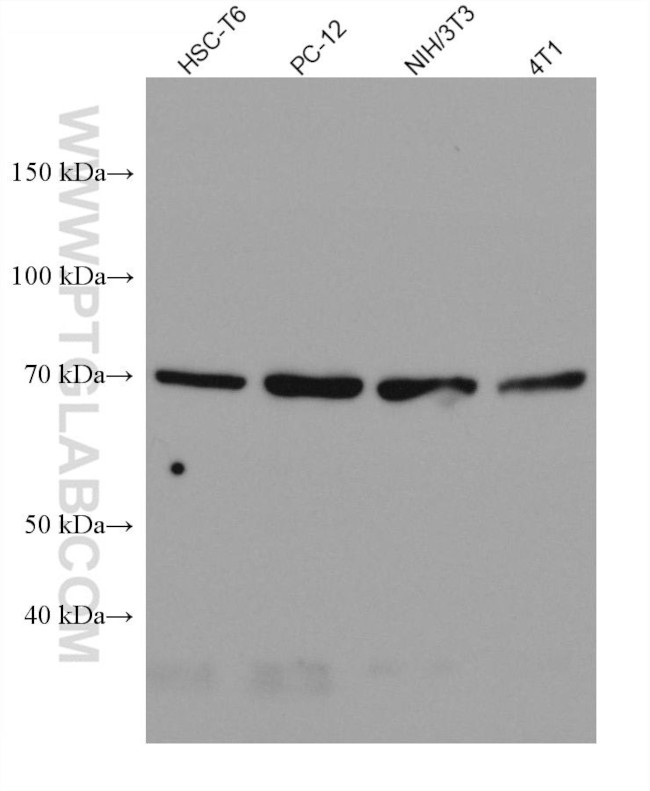 ATG16L1 Antibody in Western Blot (WB)