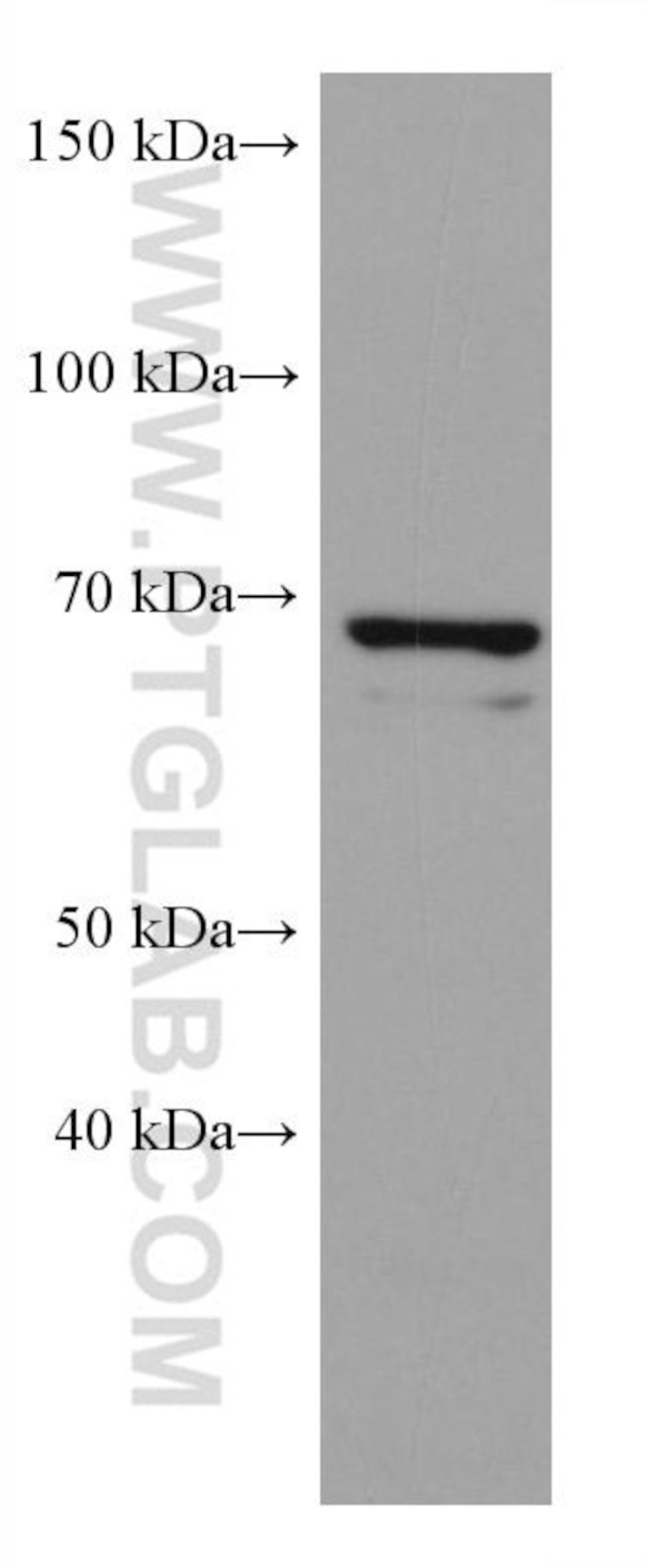 ATG16L1 Antibody in Western Blot (WB)