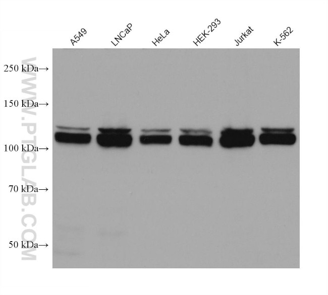 PARG Antibody in Western Blot (WB)