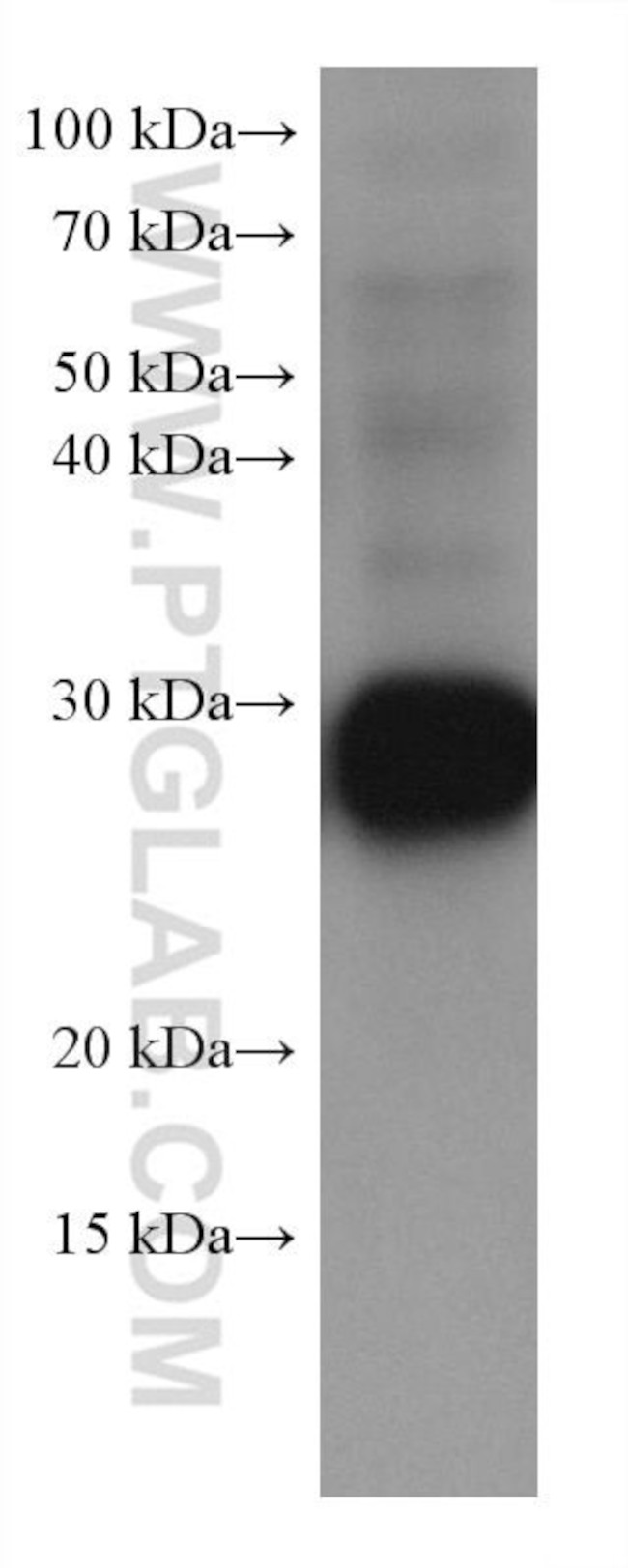 RAB14 Antibody in Western Blot (WB)