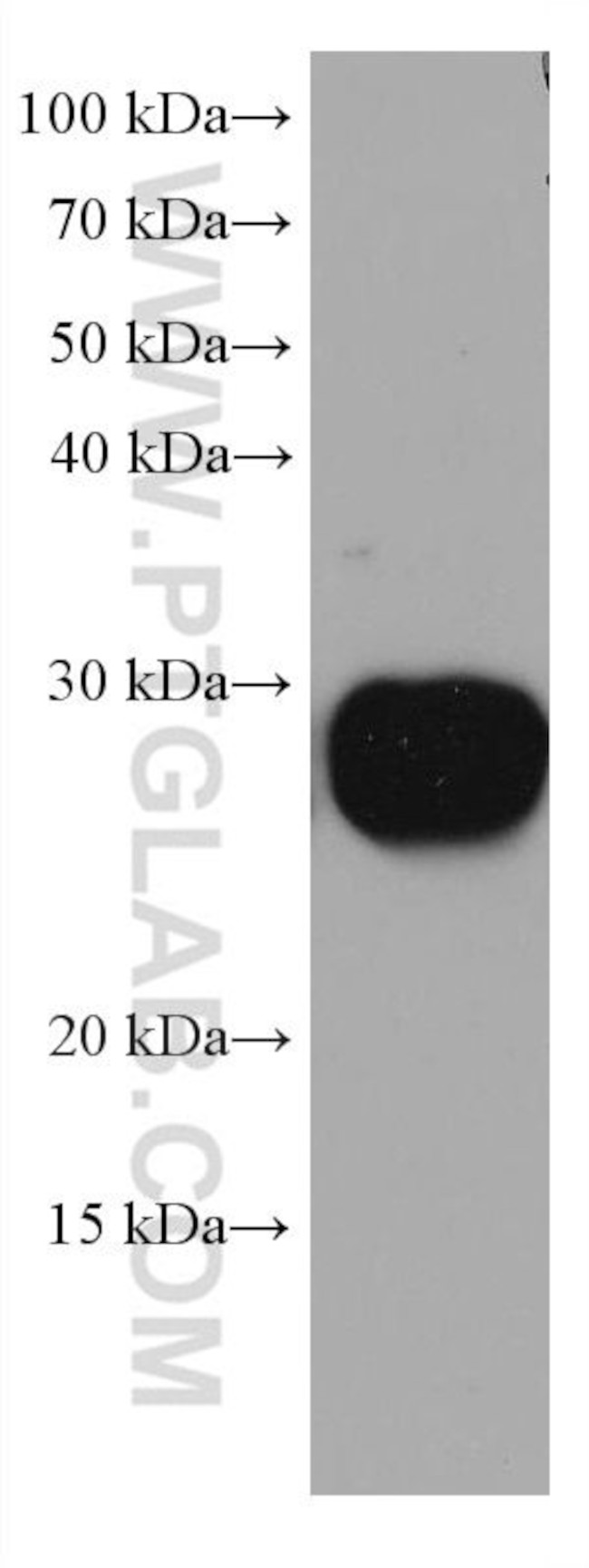 RAB14 Antibody in Western Blot (WB)