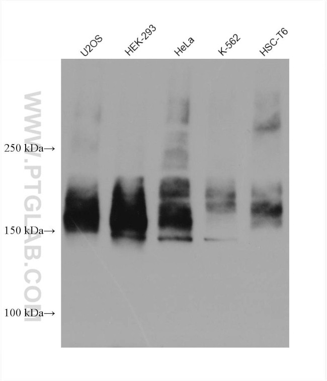 ABCC5 Antibody in Western Blot (WB)