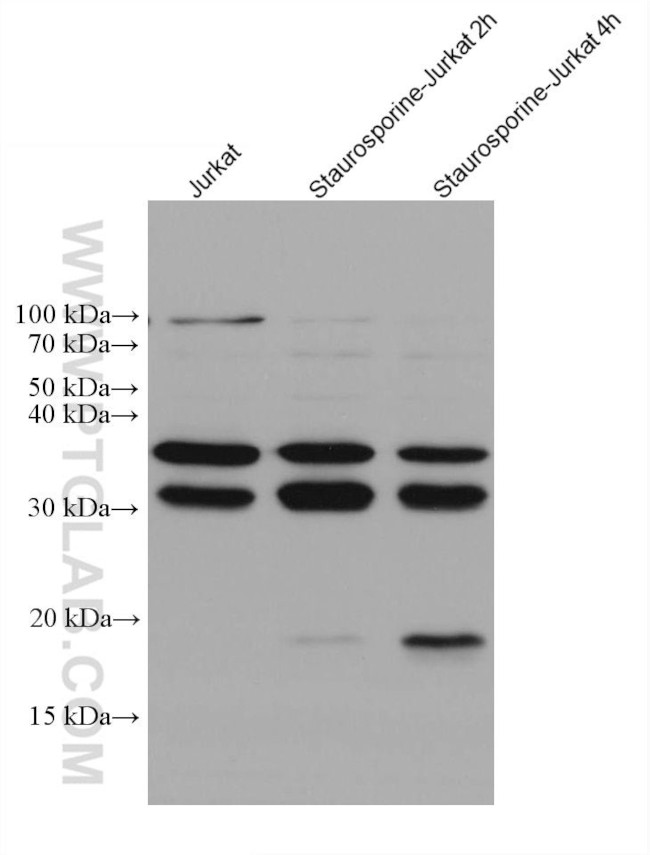 Caspase 7 Antibody in Western Blot (WB)