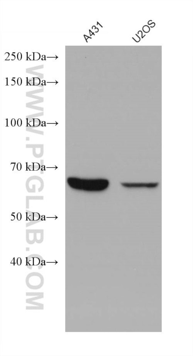 ABCE1 Antibody in Western Blot (WB)