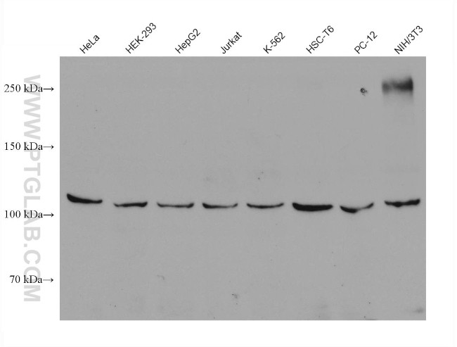 IPO5 Antibody in Western Blot (WB)