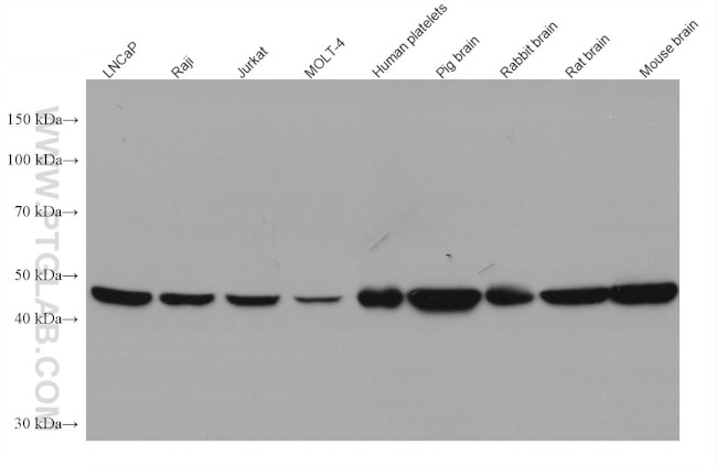 Flotillin 1 Antibody in Western Blot (WB)