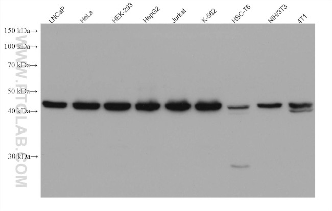 HAT1 Antibody in Western Blot (WB)